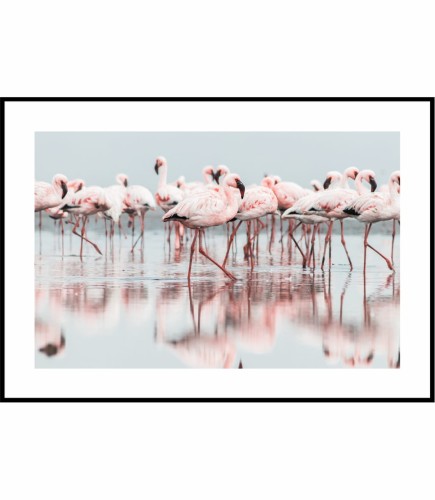 Plakat różowe flamingi w błękitnej wodzie.