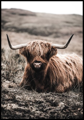 Fotografia odpoczywającej krowy rasy highland cattle.