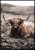 Fotografia odpoczywającej krowy rasy highland cattle.