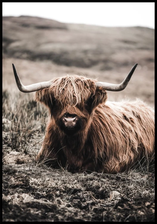 Fotografia odpoczywającej krowy rasy highland cattle.