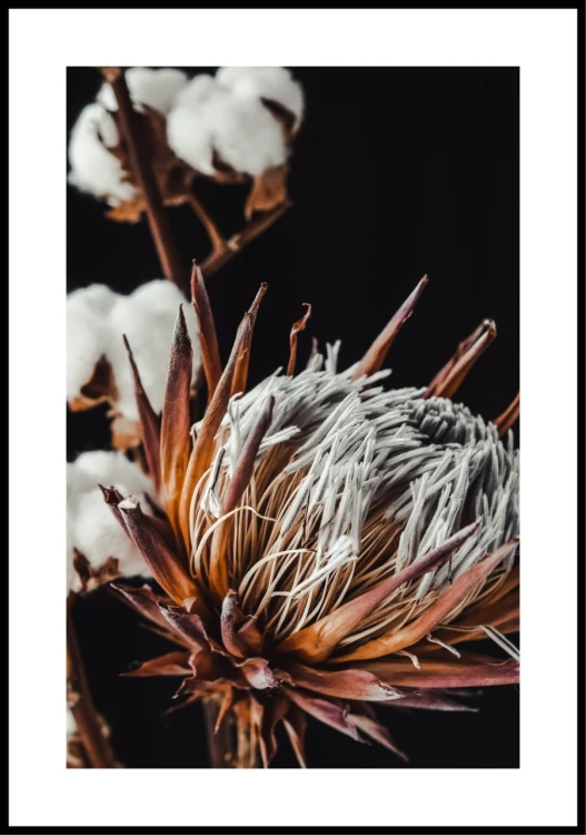 PLAK_232_suszone_kwiaty_protea_i_bawelna_ramka.jpg