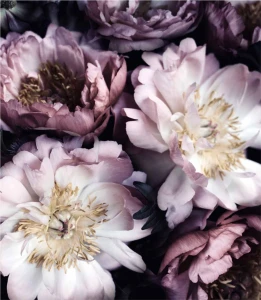Próbka fototapety bouquet of peonies on black