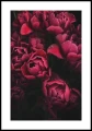 Plakat z czerwonymi piwoniami z białym marginesem dookoła