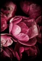 Ciemnoróżowe peonie na czarnym plakacie