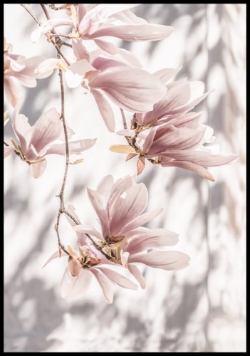 Pastelowy, botaniczny plakat z delikatnymi kwiatami różowej magnolii