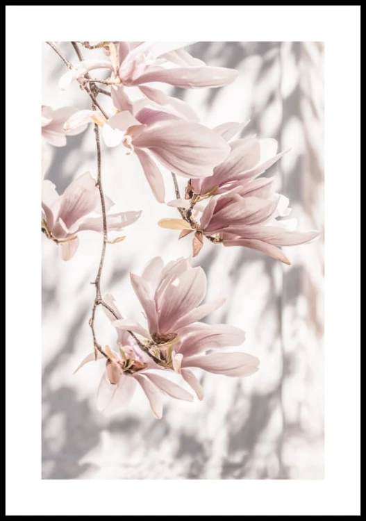 Fotografia delikatnych, różowych kwiatów magnolii na drzewie, plakat z białym marginesem dookoła