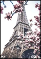 Piękna fotografia wieży Eiifla, przyozdobiona kwiatami pięknej różowej magnolii