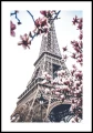 Plakat kwitnąca magnolia na tle wieży Eiffla z białym marginesem dookoła