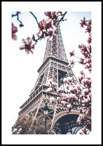 Plakat kwitnąca magnolia na tle wieży Eiffla z białym marginesem dookoła