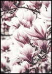 Plakat magnolia