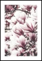 Plakat magnolia z białym marginesem dookoła