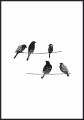 Plakat birds on wire - wizualizacja