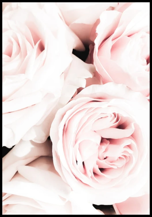PLAK_276_piekne_roze.jpg