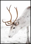 Plakat renifer