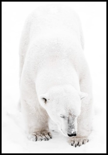 Zdjęcie młodego niedźwiedzia polarnego stojącego na śniegu