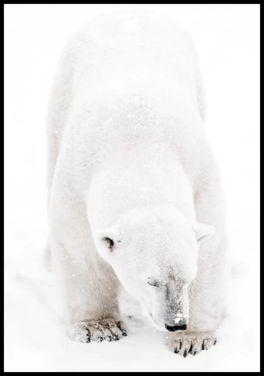 Zdjęcie młodego niedźwiedzia polarnego stojącego na śniegu