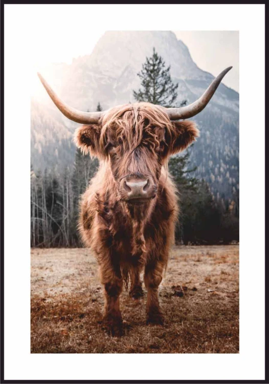 Plakat Krowa Szkocka z białym marginesem dookoła. Fotografia z krową będzie doskonałym akcentem w Twoim wnętrzu.