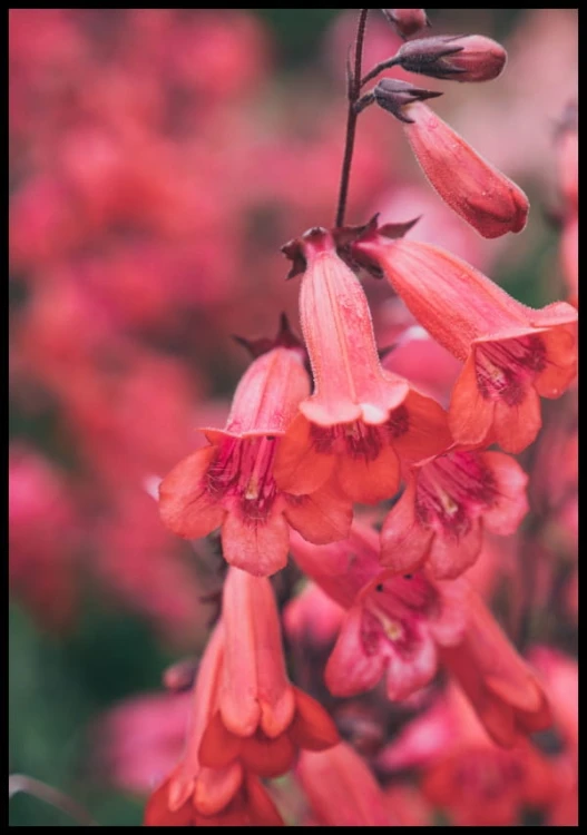 Botaniczny plakat ze zdjęciem różowych, delikatnych kwiatów na różowo-zielonym tle