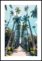 Plakat palmy w Rio de Janeiro z białym marginesem
