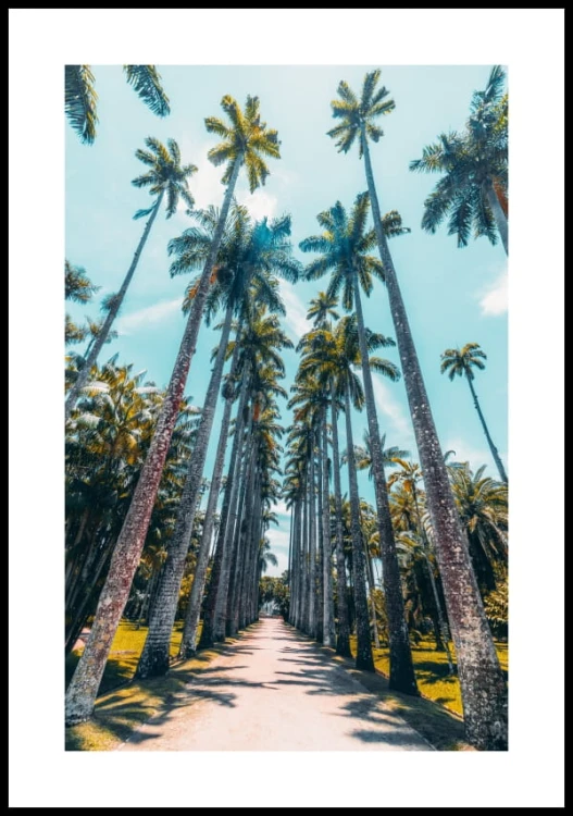 Plakat palmy w Rio de Janeiro z białym marginesem