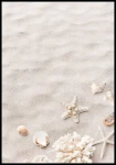Plakat plaża z muszlami, rozgwiazdami i koralowcami