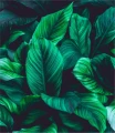 Fototapeta green leaves on dark background - przedstawiająca liście skrzydłokwiatu