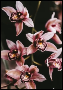 Plakat orchidea