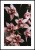Plakat orchidea z białym marginesem