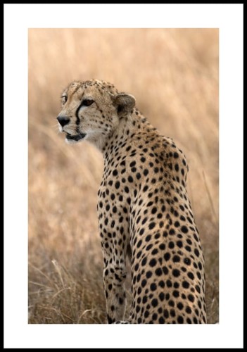 Plakat czuwający gepard z białym marginesem dookoła