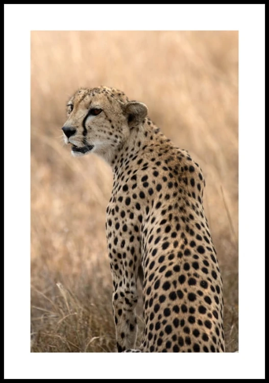 Plakat czuwający gepard z białym marginesem dookoła