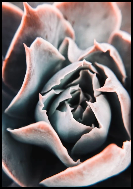 Plakat zdjęcie kwiatu Echeveria lauii