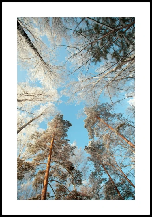 Plakat drzewa pokryte śniegiem z białym marginesem dookoła