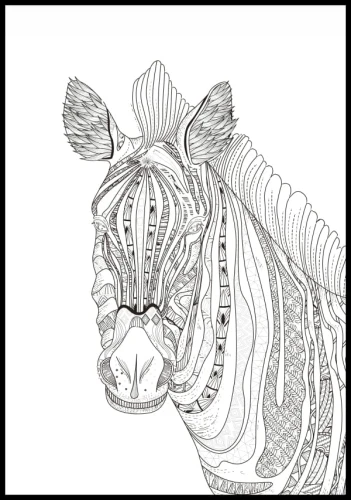 Kolorowanka zebra
