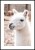 Plakat biała lama w zoo z białym marginesem dookoła