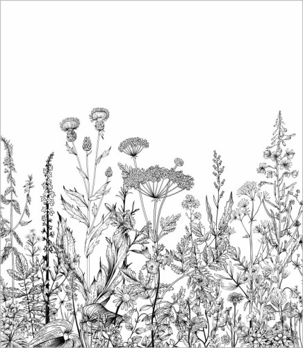 Tapeta botaniczna łąka