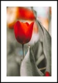 Plakat kwitnące tulipany z białym marginesem