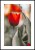 Plakat kwitnące tulipany z białym marginesem