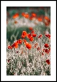 Plakat wiosenne maki z białym marginesem
