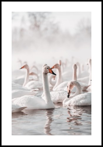 Plakat łabędzie na zimowym jeziorze z białym maringesem