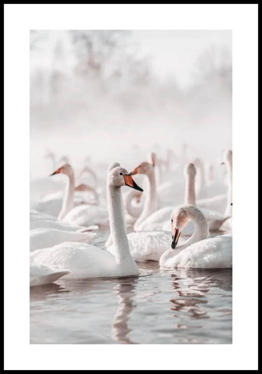 Plakat łabędzie na zimowym jeziorze z białym maringesem