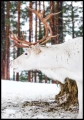 Zdjęcie białego renifera stojącego pośród drzew. Plakat w barwach ziemi wprowadzi naturalność do każdego wnętrza