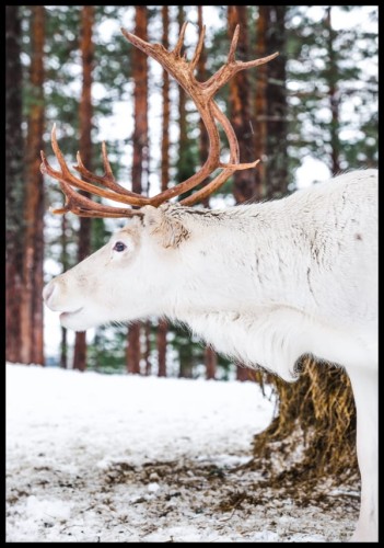 Zdjęcie białego renifera stojącego pośród drzew. Plakat w barwach ziemi wprowadzi naturalność do każdego wnętrza
