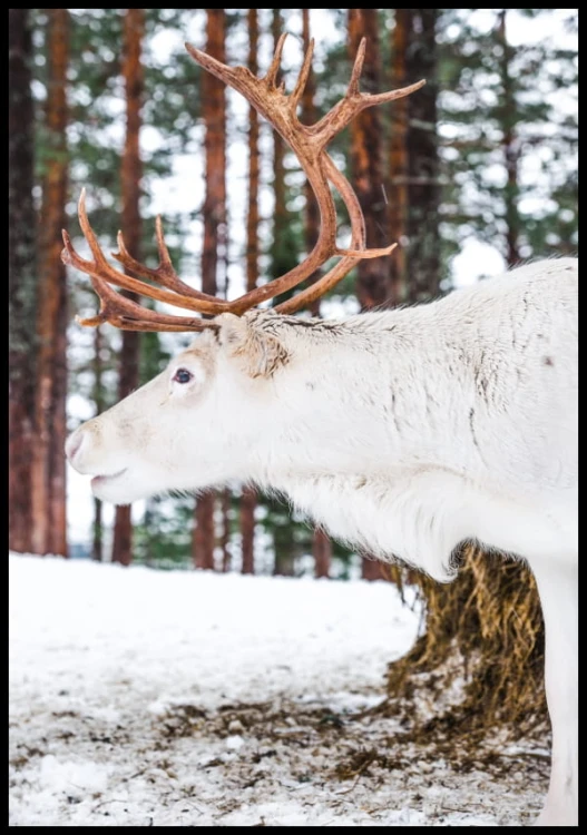 Zdjęcie białego renifera stojącego pośród drzew. Plakat w barwach ziemi wprowadzi naturalność do każdego wnętrza