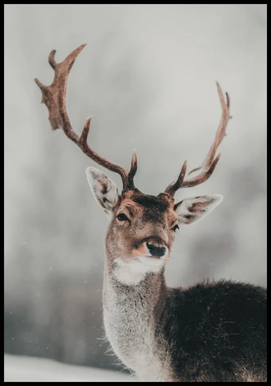 Portret jelenia