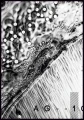 Plakat abstract ink