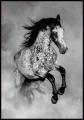 Plakat koń Appaloosa