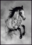 Plakat koń Appaloosa