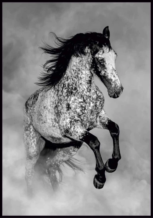 Plakat koń Appaloosa