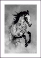 Plakat koń Appaloosa z białą ramką dookoła