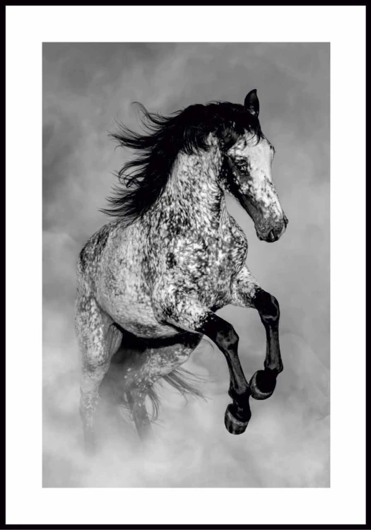 Plakat koń Appaloosa z białą ramką dookoła